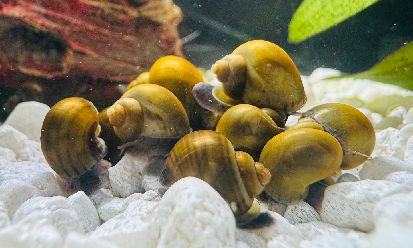 Mystery Snails (variety)
